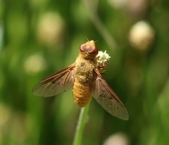 Chrysanthrax edititius