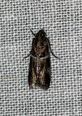 Moodna ostrinella