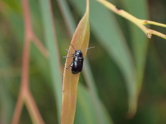 Aporocera
