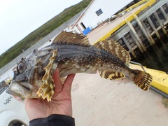 Myoxocephalus scorpius