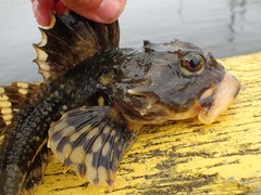 Myoxocephalus scorpius