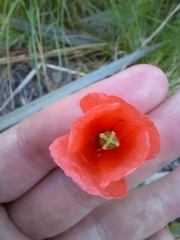Papaver dubium