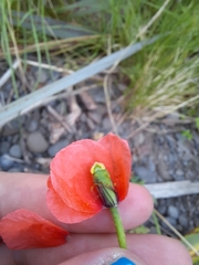 Papaver dubium