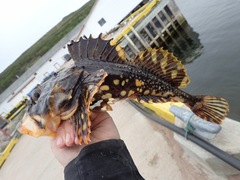 Myoxocephalus scorpius