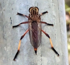 Colepia rufiventris
