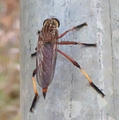Colepia rufiventris