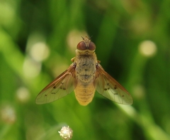 Chrysanthrax edititius