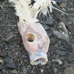 Nemadactylus macropterus