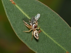 Opisthoncus sexmaculatus