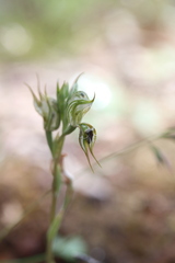 Pterostylis setifera
