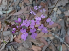 Stylidium productum