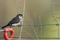 Stizoptera bichenovii
