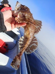 Myoxocephalus scorpius
