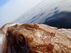 Myoxocephalus scorpius