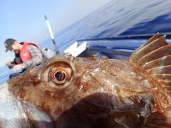 Myoxocephalus scorpius