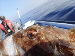 Myoxocephalus scorpius