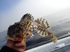 Myoxocephalus scorpius
