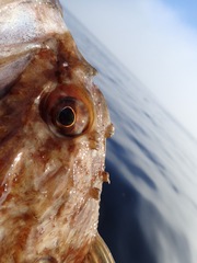 Myoxocephalus scorpius