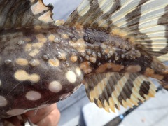 Myoxocephalus scorpius