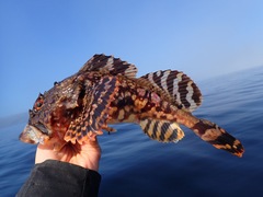 Myoxocephalus scorpius
