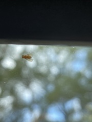 Chyromyidae