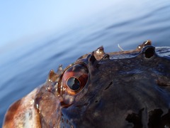 Myoxocephalus scorpius