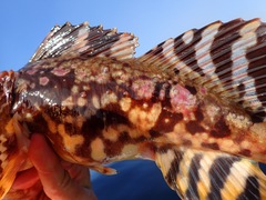 Myoxocephalus scorpius