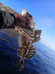 Myoxocephalus scorpius