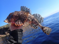 Myoxocephalus scorpius