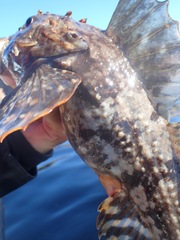 Myoxocephalus scorpius