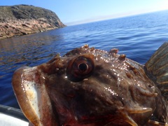 Myoxocephalus scorpius