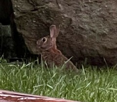Sylvilagus audubonii