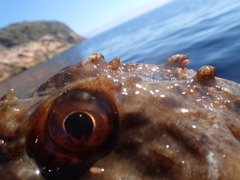 Myoxocephalus scorpius