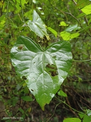 Zehneria japonica