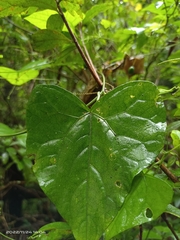 Zehneria japonica