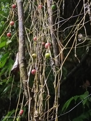 Zehneria japonica