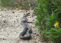 Masticophis lateralis