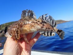 Myoxocephalus scorpius