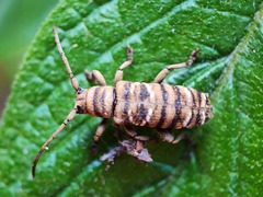 Apomecyna luzonica