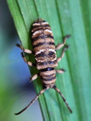 Apomecyna luzonica