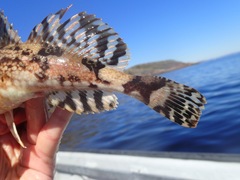 Myoxocephalus scorpius