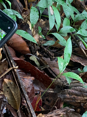 Sphenomorphus maculatus