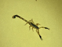 Centruroides bicolor