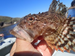 Myoxocephalus scorpius