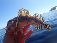 Myoxocephalus scorpius