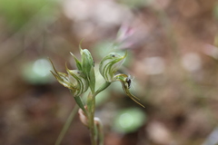 Pterostylis setifera
