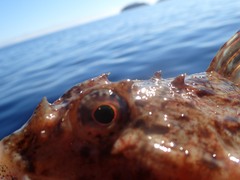 Myoxocephalus scorpius