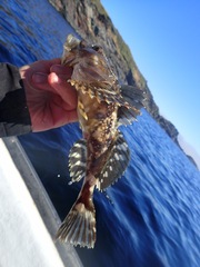 Myoxocephalus scorpius