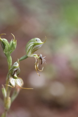 Pterostylis setifera
