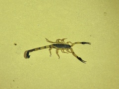 Centruroides bicolor